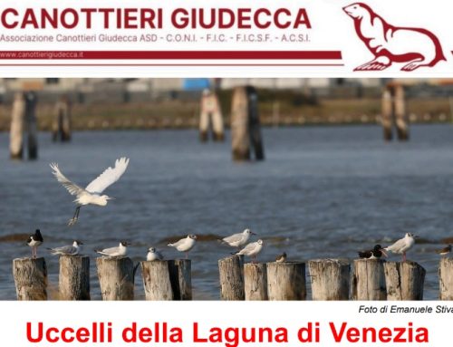 Gli uccelli della Laguna di Venezia 16-19/9/2026